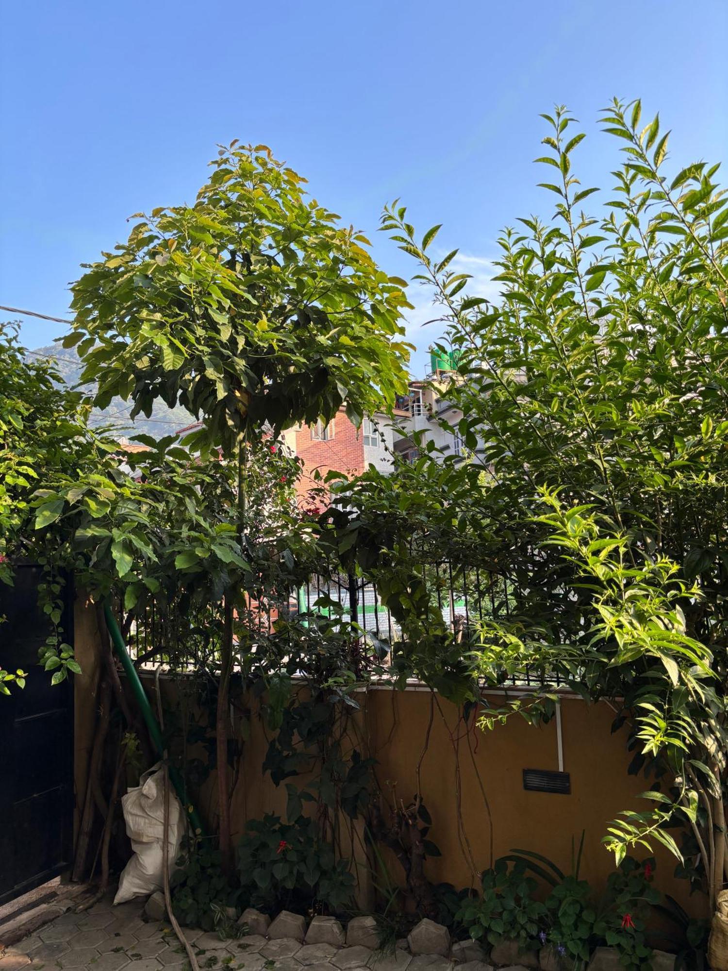 Mums Homestay & Studio Apartments Kathmandu Exteriör bild